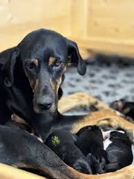 Image result for sedmihradský honič