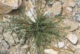 Image result for Andrachne ovalis