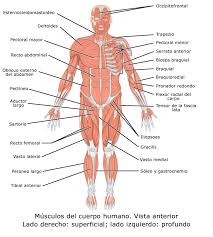El Cuerpo Humano Y Sus Partes Con Imagenes Para Imprimir Pequeocio