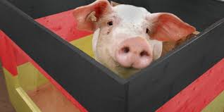 United states national team goalkeeper zack steffen was injured again after returning to training at fortuna dusseldorf. Fortuna Dusseldorf Maskottchen Toni Ein Echt Tierischer Held Express De