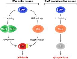 We did not find results for: Stasimon Contributes To The Loss Of Sensory Synapses And Motor Neuron Death In A Mouse Model Of Spinal Muscular Atrophy Biorxiv