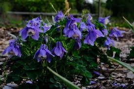 Image result for Aquilegia flabellata ministar