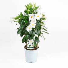 Image result for dipladenie suaveolens obrázek