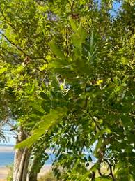 Image result for Dialium schlechteri