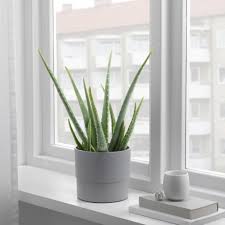 Sansevieria Potplant Diverse Soorten Ikea Tuinplanten Potplanten Planten