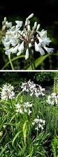 Image result for Agapanthus campanulatus