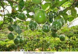 2,187 green passion fruit products are offered for sale by suppliers on alibaba.com, of which fruit & vegetable juice accounts for 14%, organic fruit accounts for 3%, and preserved fruit accounts for 1%. Unripe Passion Fruit In Farm Canstock