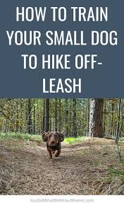How to train dog off leash. How To Train Your Small Dog To Hike Off Leash