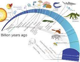 Evolution Of Life Life Timeline Geologic Time Scale Tree Of Life Evolution