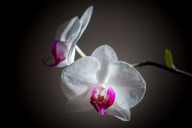 Close Up Focus Photography Of White And Pink Moth Orchid Flowers Close Up Focus Photography White Pink Moth Orchid Pink Moth Flower Wallpaper Orchid Flower