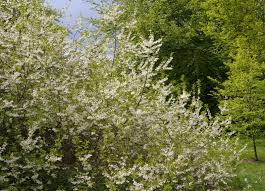 Image result for Searsia monticola