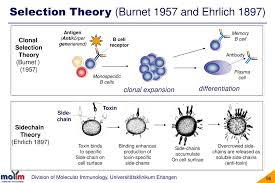 Ehrlich theorized from very early in his career that chemical structure could be used to explain why the immune… … Ppt Hans Martin Jack Division Of Molecular Immunology Dept Of Internal Medicine Iii Powerpoint Presentation Id 4174534