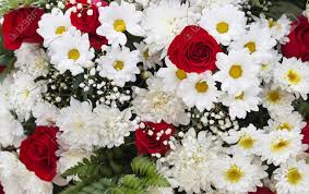 They prefer full sun but will also flower in part shade. Bouquet Of Beautiful Red And White Flowers Stock Photo Picture And Royalty Free Image Image 46625333