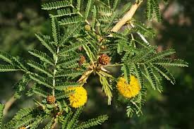 Image result for Acacia amythethophylla