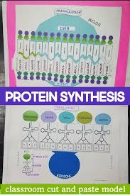 Protein Synthesis Model Transcription And Translation Hands On And Interactive For Al Dna Activities Protein Synthesis Activity Transcription And Translation
