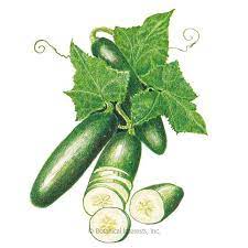 Poinsett 76 Cucumber Seeds Cucumber Seeds Cucumber Seeds