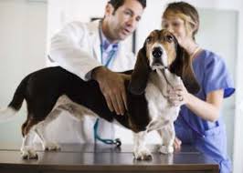 Veterinary assistants perform all aspects of routine pet care. Bureau Of Labor Statistics