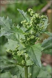 Image result for Chenopodiastrum