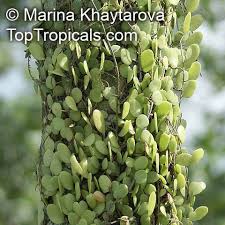 Image result for Pyrrosia rhodesiana