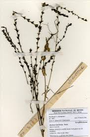 Image result for Buchnera leptostachya