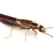 These greedy plant feeders cause considerable damage to crops and foliage in gardens and can completely destroy seedlings. Controlling Earwigs Thriftyfun
