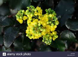 Questa pianta sempreverde da esterno ha foglie ovali o lanceolate di un verde pistacchio acceso e fiori dai diversi. Mahonia Repens Primavera Fiori Gialli Bumble Bee Alimentazione Alimentazione Closeup Profumato Fragrante Sempreverdi Arbusto Sempreverde Arbusti Foto Stock Alamy