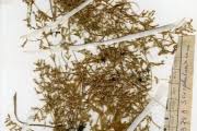 Image result for Crepidorhopalon spicatus