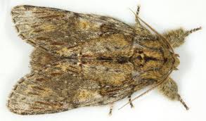 Image result for Peridea anceps