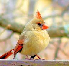 Maybe you would like to learn more about one of these? Baby Female Cardinal By Janette Boyd Whimsical Art Paintings Baby Cardinals Birds Beautiful Birds