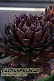 Maybe you would like to learn more about one of these? 10 Best Black Succulents Ideas Succulents Black Succulents Planting Succulents