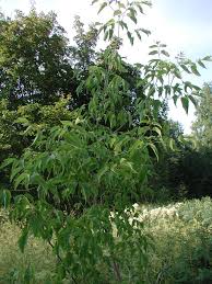 Image result for Deinbollia kilimandscharica