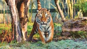 Facebook oficial del club tigres tigres.com.mx. Historico La Poblacion De Tigres De La India Aumenta A Casi 3 000 Ejemplares Actualidad Forbes Mexico