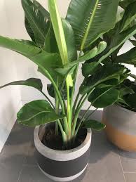 It produces dark blue and white flowers and can reach around 6 metres (20 the unusually beautiful shape and brilliant colours of strelitzia reginae have made these flowers not just a designer's favorite, but also a popular symbol. Bird Of Paradise Bretts Plants