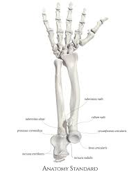 Right Forearm Bones And The Bones Of The Hand Arm Bones Human Anatomy And Physiology Forearm Bones