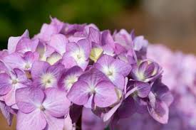 Most hydrangeas bloom in early summer in the southern areas, and in mid summer to early fall in the mid west. When Is The Best Time To Plant Hydrangeas Hgtv