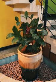 Plant Nursery Online In Bangalore Plants Plant Nursery Garden Services