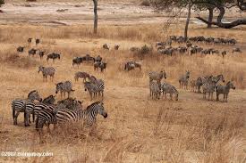 Loss Of Wildlife And Deforestation Can Increase Human Disease