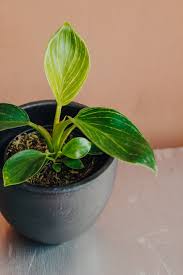 This makes it a nice choice for both indoor and outdoor plantations. Philodendron Birkin Grow Plant Shop