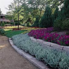 Image result for Helichrysum polioides