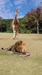 Giraffe Mother Defends Her Cub from Lion Attack