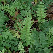 Fortune's holly fern, cyrtomium fortunei, japanese holly fern, live house plant, live fern, ships in 4 pot. Japanese Holly Fern Cyrtomium Fortunei In Richmond Fairfax Loudoun Prince William Fredericks Virginia Va At Meadows Farms Nurseries
