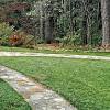 However, the color may not be that pronounced in young plants that may sometimes have green leaves this plant is found to grow in round clumps, with a maximum height of around eight to ten inches, and a spread of twelve inches. 1