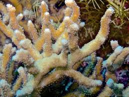 Image result for Nesaea ramosa