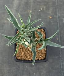 Image result for Adenia repanda