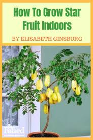 Check spelling or type a new query. How To Grow Star Fruit Indoors Indoor Fruit Trees Indoor Fruit Easy To Grow Fruits