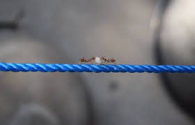 After effectively treating the infestation there are steps you should take to prevent future problems by ridding your local pest control service covering eastern pennsylvania. Carpenter Ant Treatment Your Exterminator Professionals Clinique Dentaire Dre Tiffany Rolland