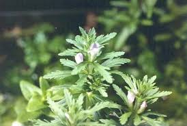 Image result for Limnophila ceratophylloides