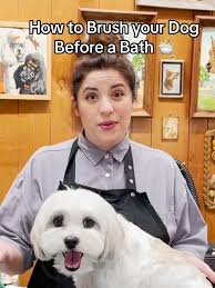 How to Get Matt Out of Shih Tzu