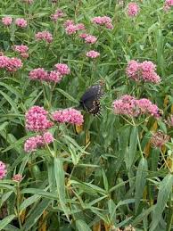 Image result for Asclepias schumanniana