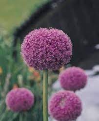Allium Allium Bulbs Allium Cepa